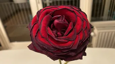 A single red rose, indoors